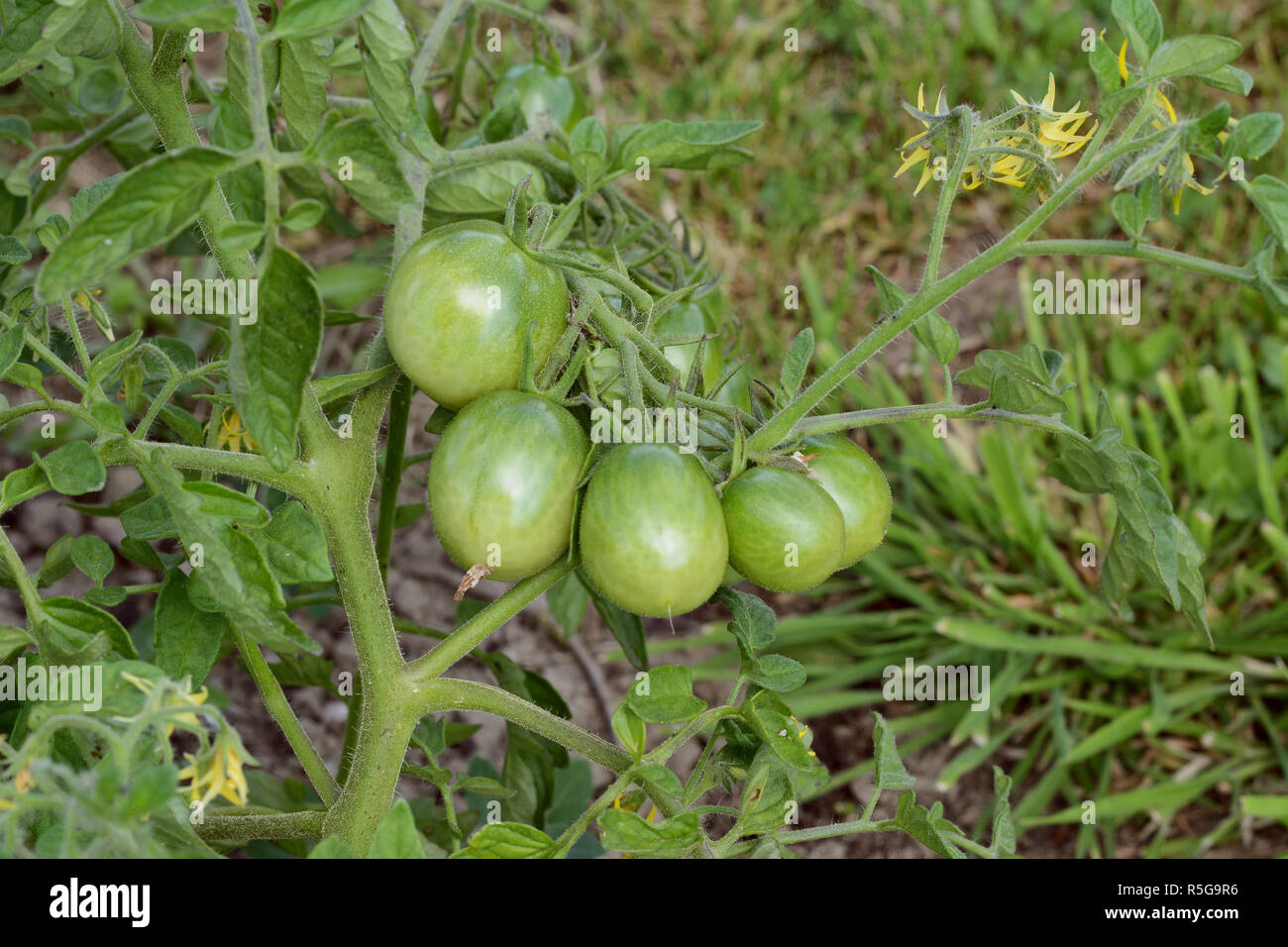 Five green tomatoes growing on the vine Stock Photo - Alamy