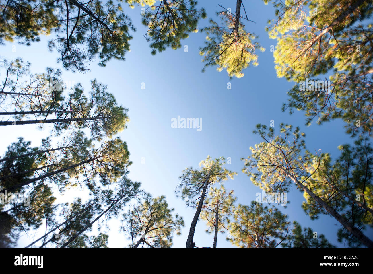 Frame of leafy green canopies on trees Stock Photo - Alamy
