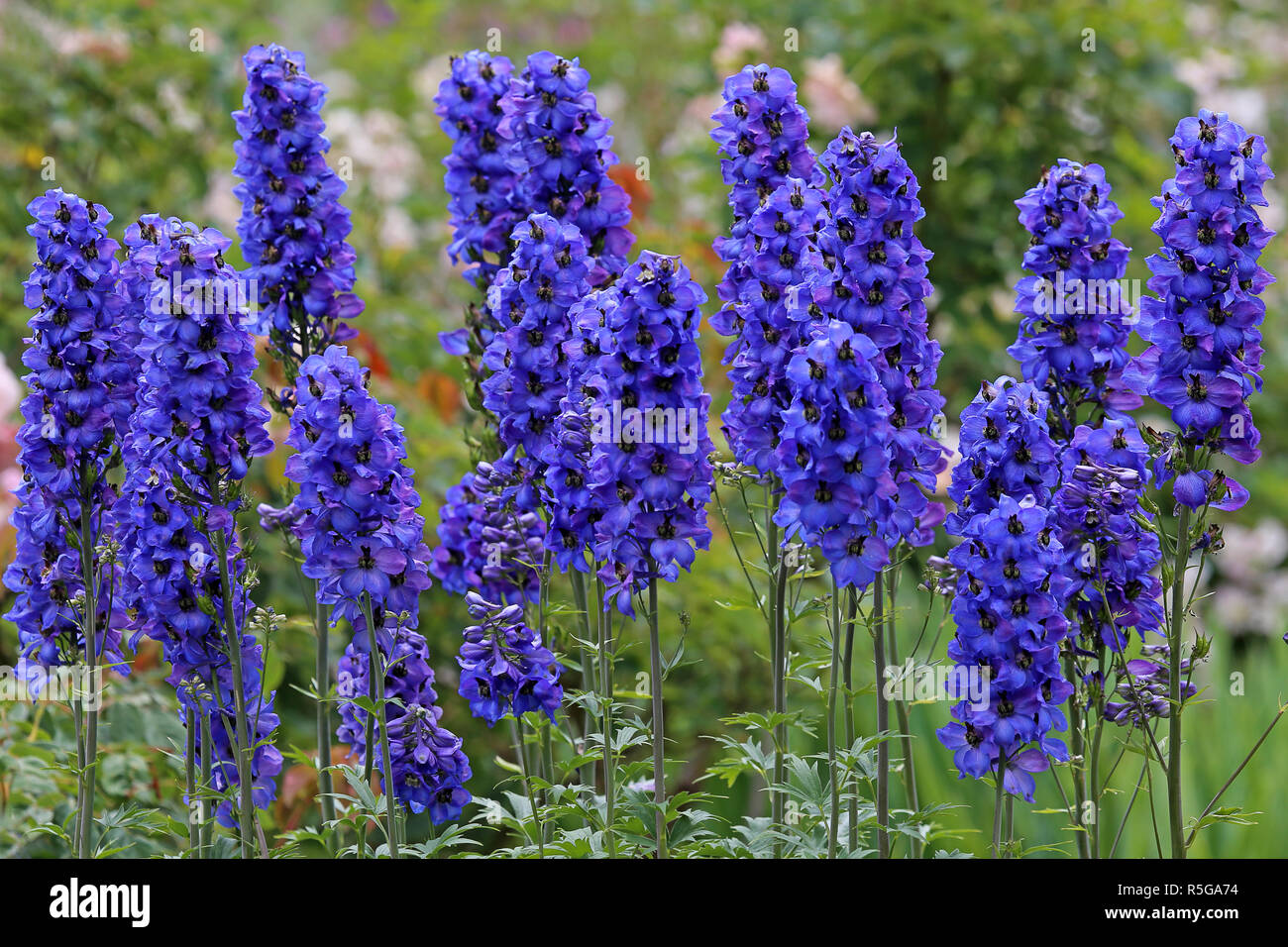 delphinium delphinium flowers in the summer garden Stock Photo