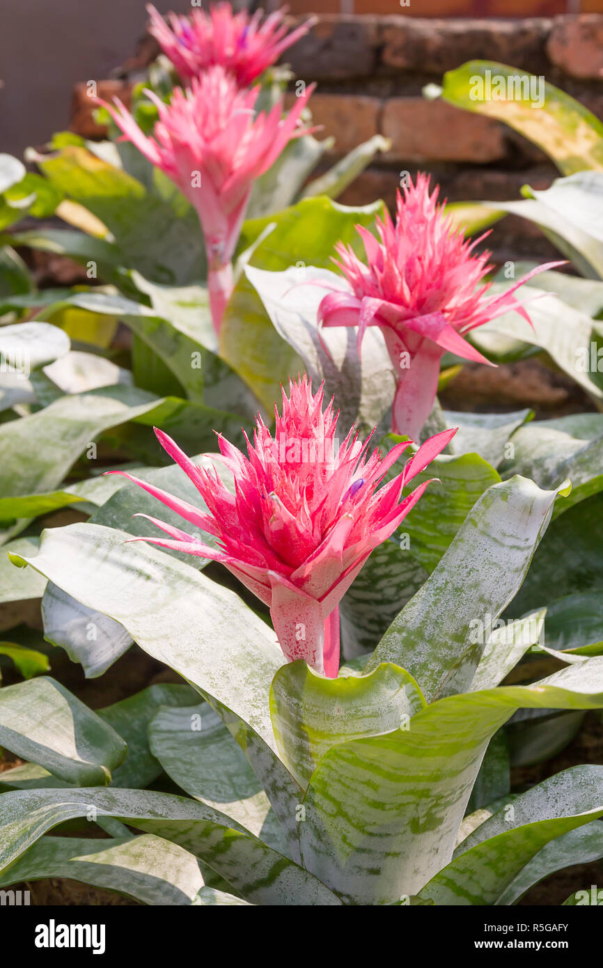 Close up pink flower of Bromeliad Stock Photo