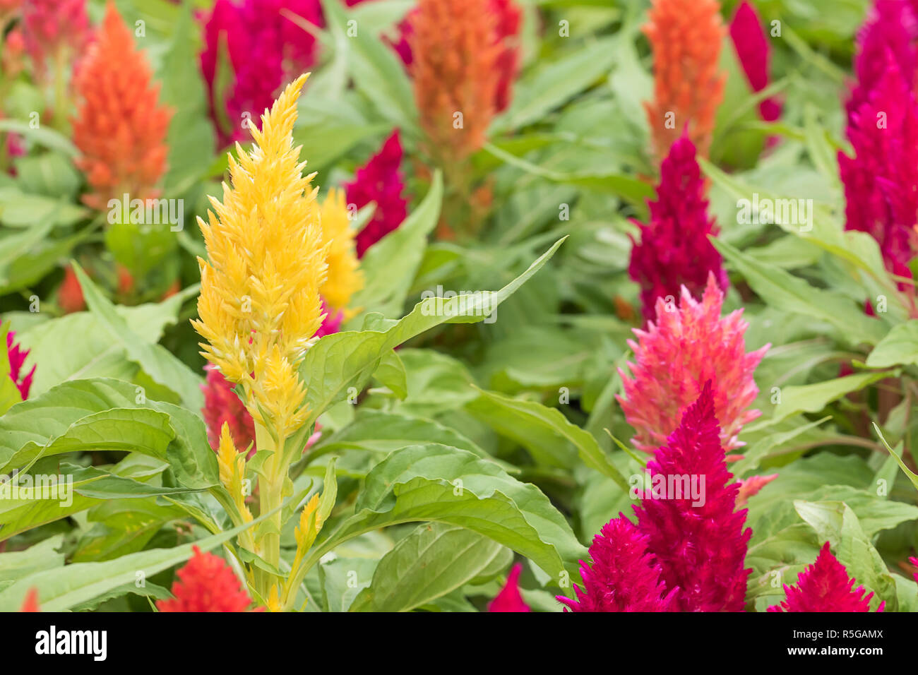 Celosia feather cockscomb hi-res stock photography and images - Alamy