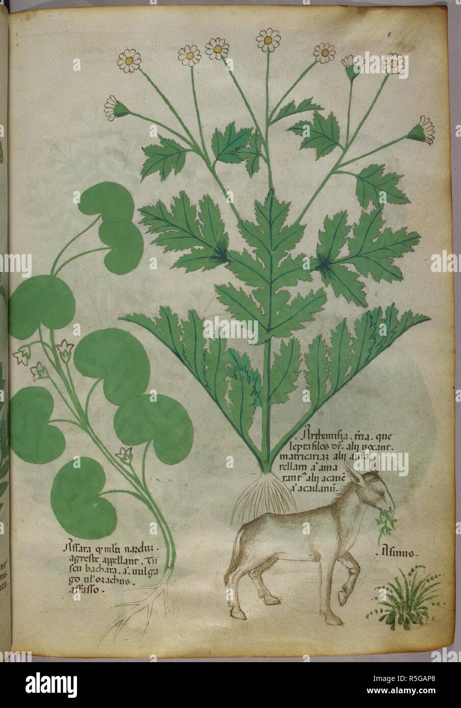 Botanical illustration of plants and a donkey. Herbal. Italy, N