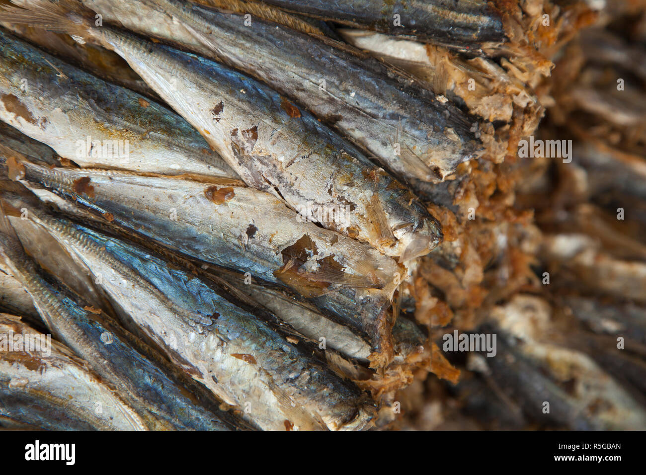 Vietnamese dried fish hires stock photography and images Alamy