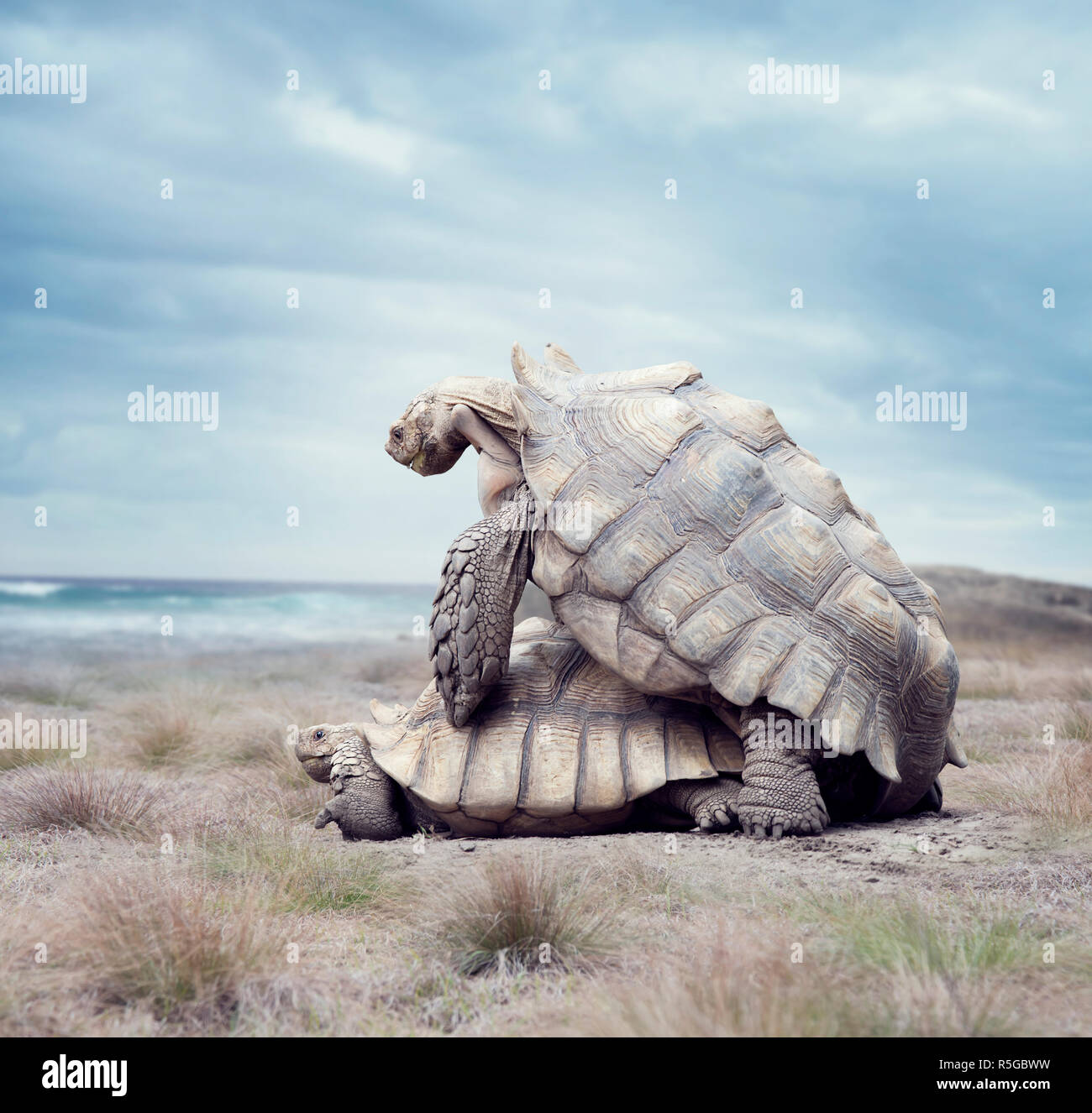 Top 26+ Photos how do turtles mate in the water Completed Top 26+ Photos how do turtles mate in the water Completed