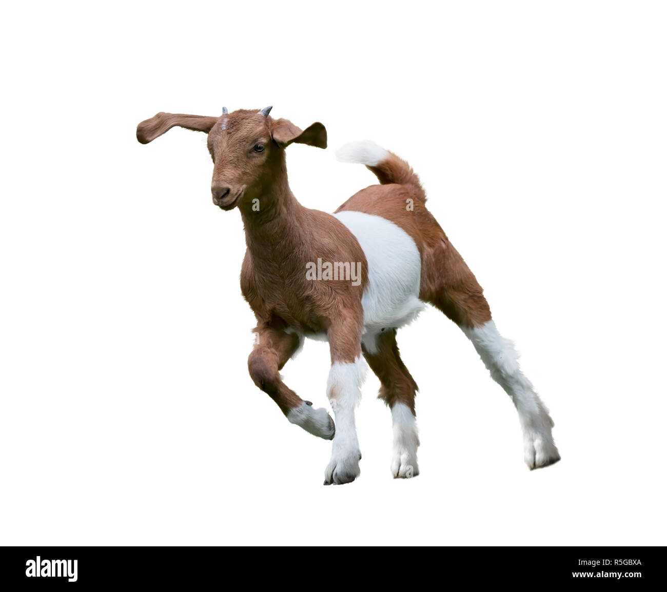 Young boer goat Stock Photo Alamy