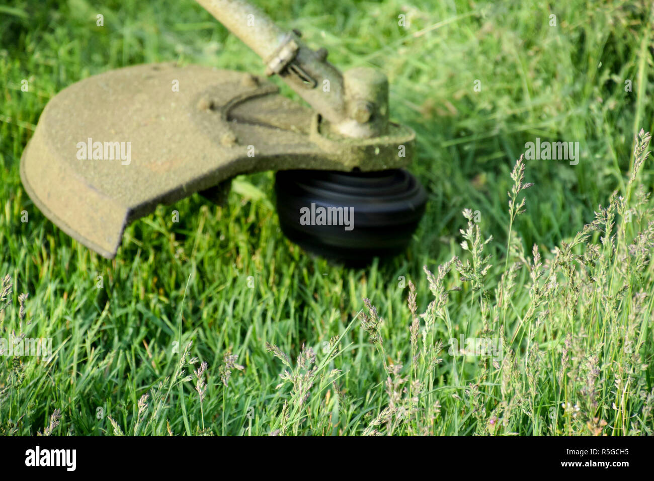 Application trimmers. Mowing green grass using a fishing line trimmer