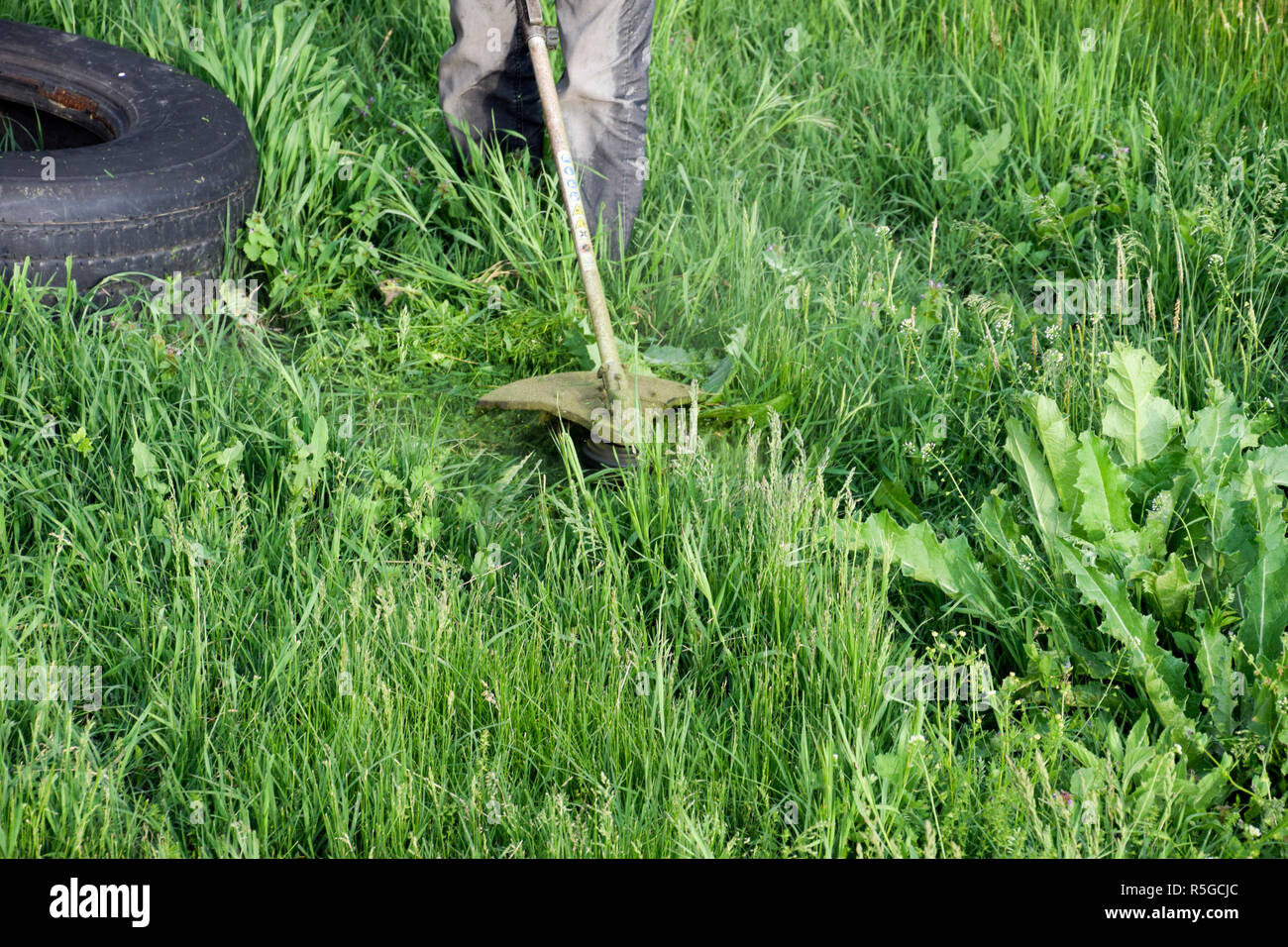 Application trimmers. Mowing green grass using a fishing line trimmer
