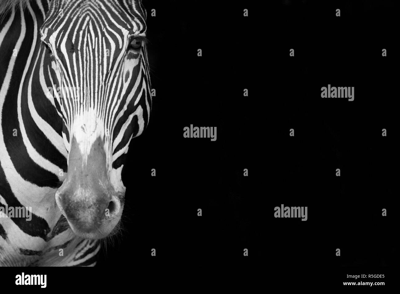 Mono close-up of Grevy zebra staring forward Stock Photo