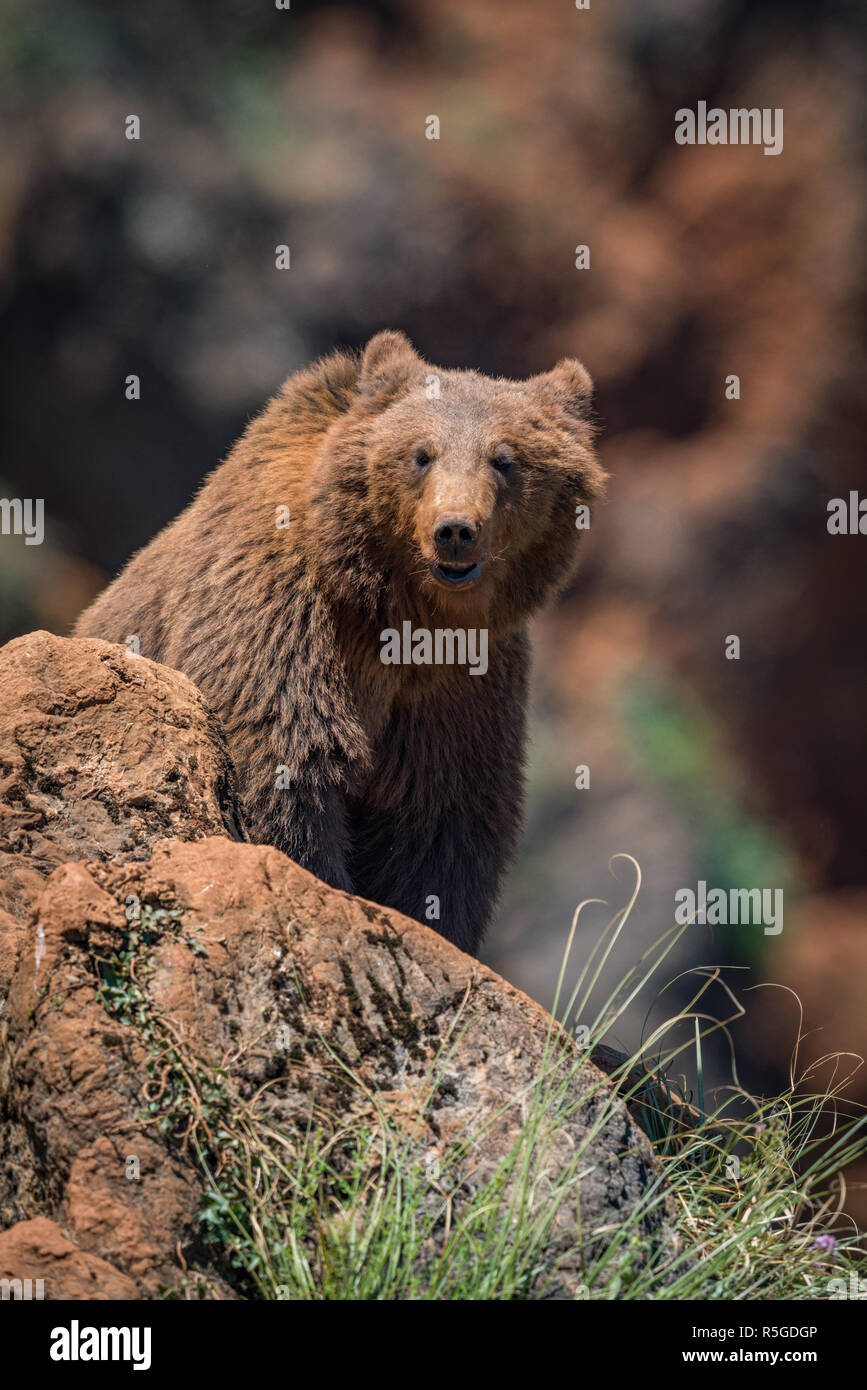 Brown bear sitting on rock facing camera Stock Photo