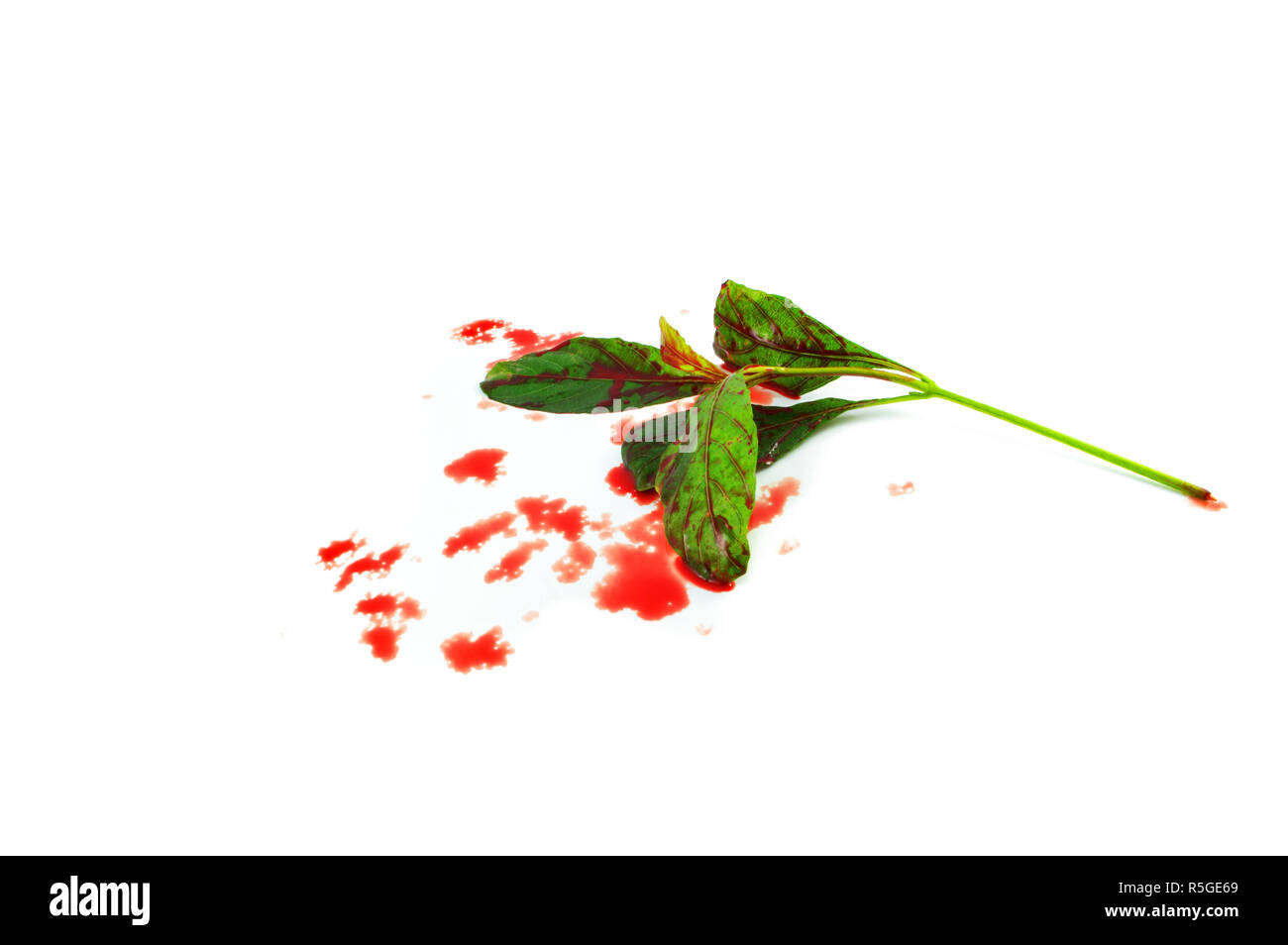 bleeding blood research and leaf with Blood on white background