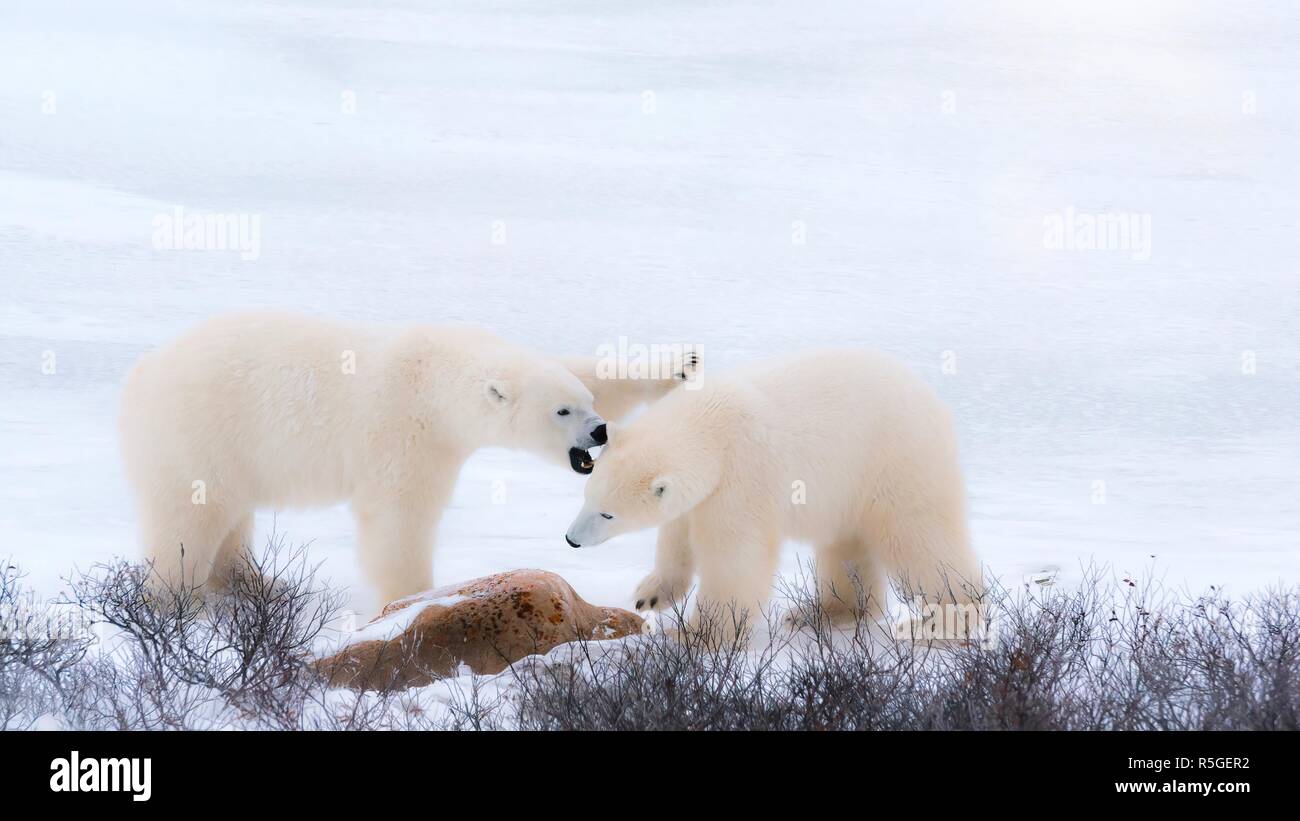 Two polar bears in northern Canada appearing to be fighting, but actually playfully sparring together in the snow. Churchill, Manitoba. Stock Photo