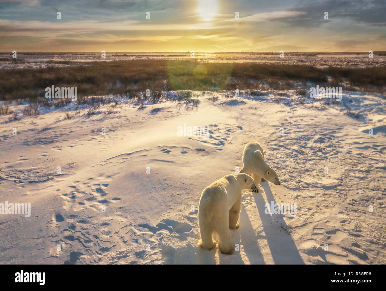 Two adult polar bears together in their natural Arctic snowy tundra habitat, as the sunrise casts golden light on the wide landscape scene. Churchill, Stock Photo