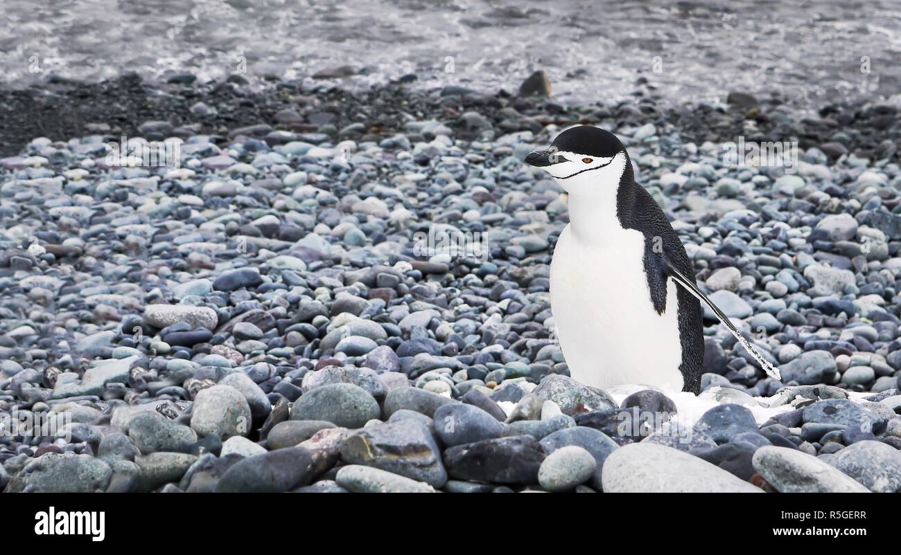 A chinstrap penguin standing on a very tiny patch of snow on a pebble beach on Livingston Island in the South Shetland Islands, Antarctica. Stock Photo