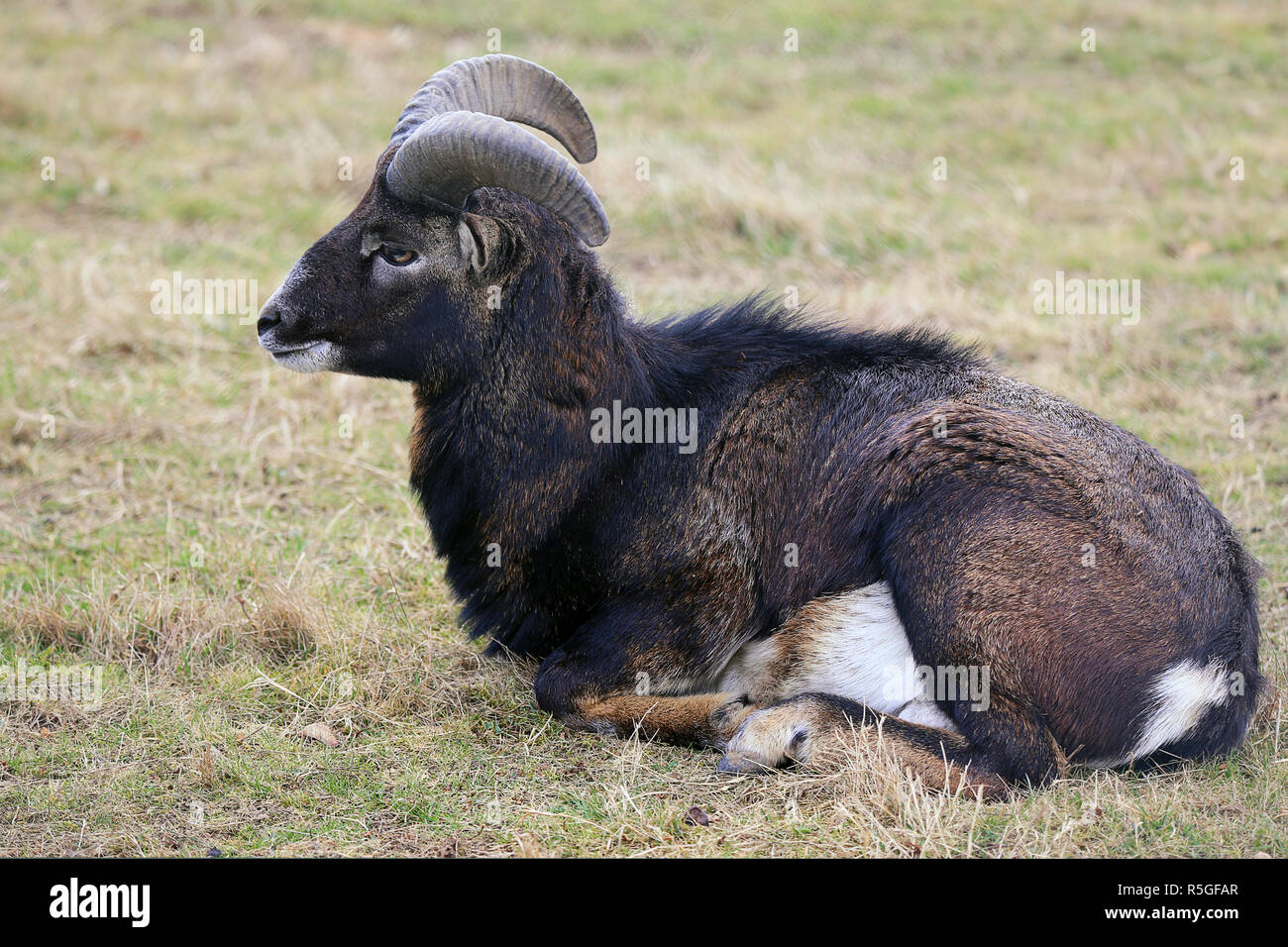 male mouflon ovis orientalis musimon resting Stock Photo