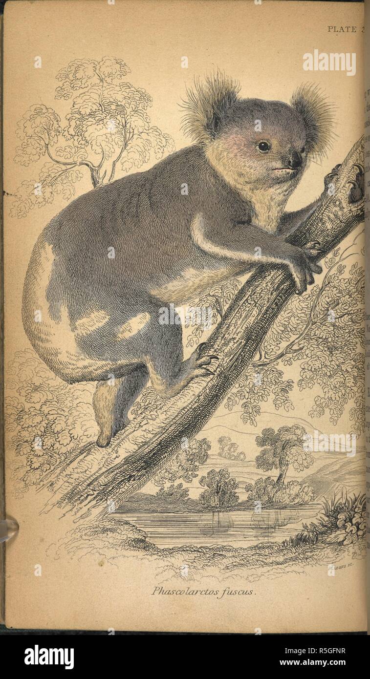 THE KOALA: A Natural History