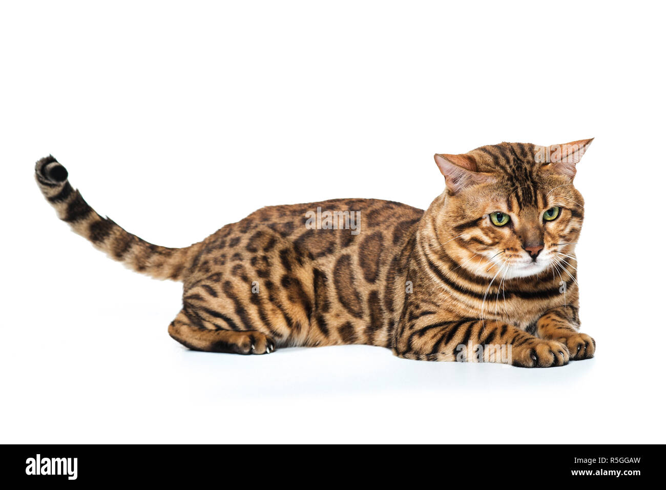 The gold Bengal Cat on white background Stock Photo