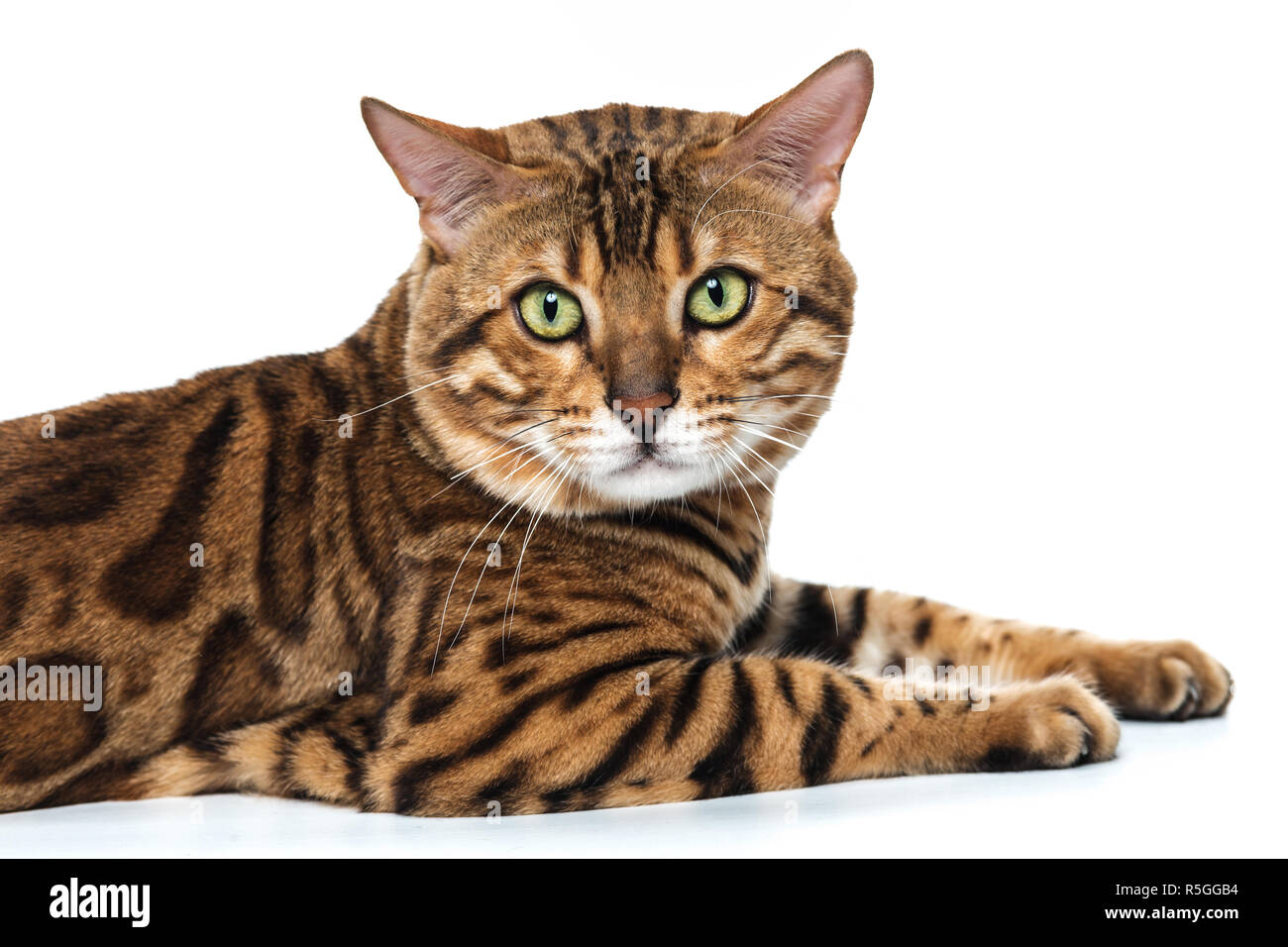 The gold Bengal Cat on white background Stock Photo