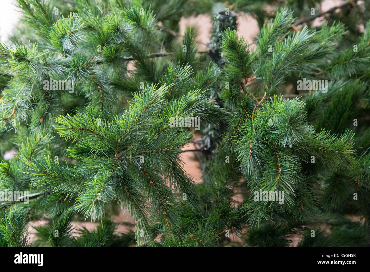 Particular tree hi-res stock photography and images - Alamy