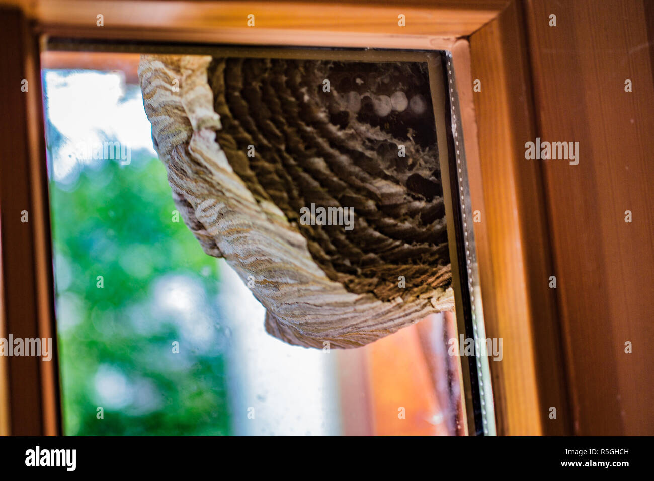 large wasp nest on window brood care Stock Photo Alamy