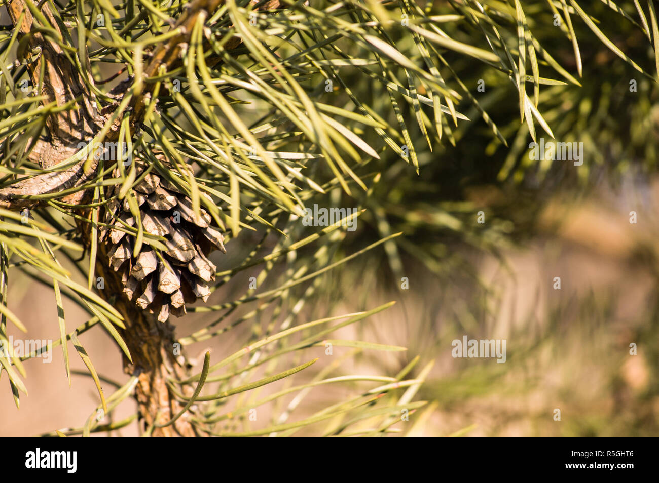 Green pine branch with needles and pine cone, outdoors Stock Photo - Alamy