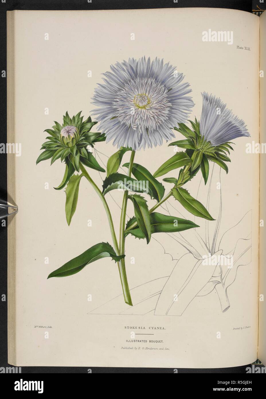 Stokesia cyanea. A member of the Sunflower Family. The Illustrated Bouquet, consisting of figures, with descriptions of new flowers. London, 1857-64. Source: 1823.c.13 plate 42. Author: Henderson, Edward George. Withers, Mrs. Stock Photo