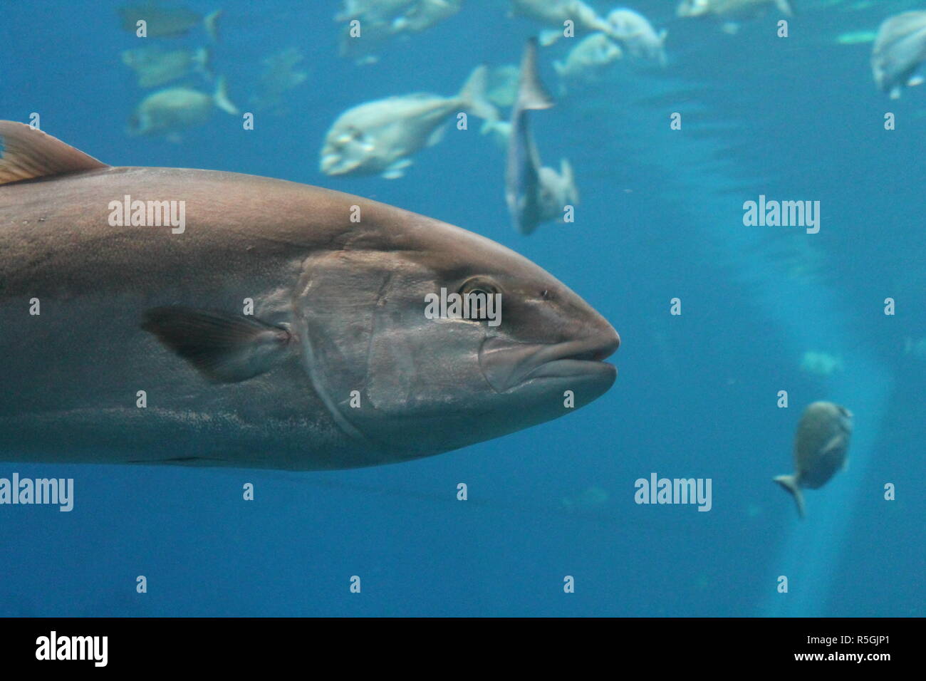 tuna bluefin swimming underwater tuna fish swimming underwater known as bluefin tuna, Atlantic bluefin tuna (Thunnus thynnus) , northern bluefin tuna, giant bluefin or tunny Stock Photo