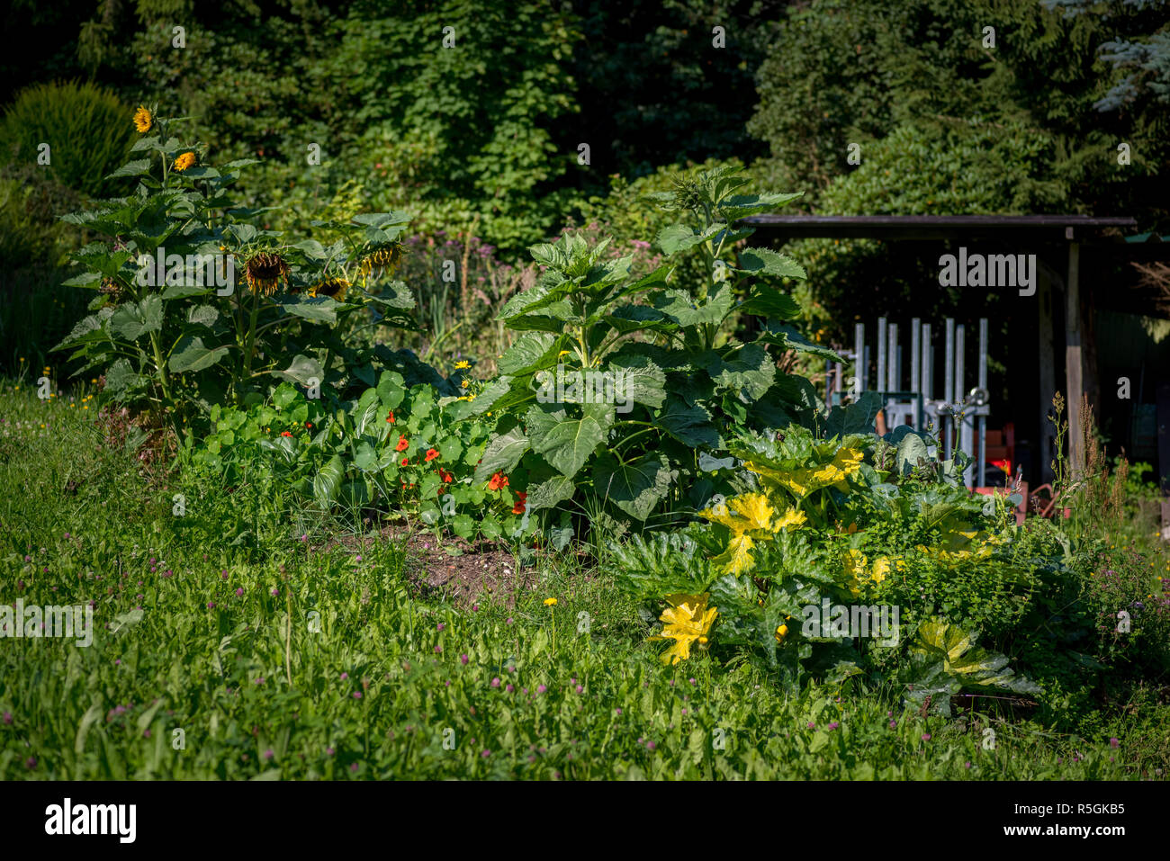 summer day in the organic garden Stock Photo