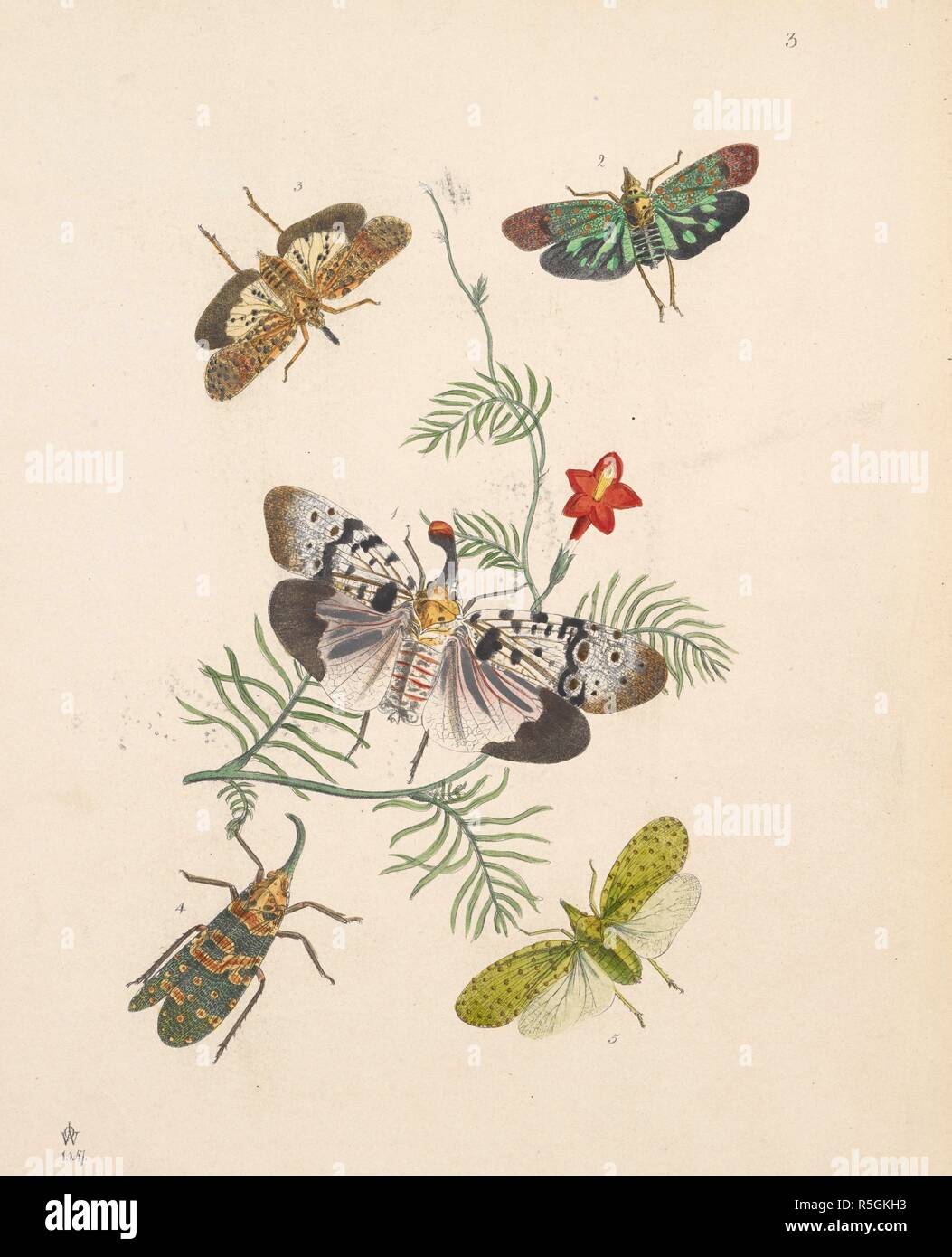 Various winged insects such as moths, butterflies, and aphids. (ORDERâ€” UOMOPTERA. Sectionâ€” Trimeka. Familyâ€” Fi'lgouidj:.â€” Leach.)  FIGURE 1. FULGORA (HOTINA) CLAVATA. Westw. FIGURE 2. FULGORA (HOTINA) GEMMATA, Westw.  . The Cabinet of Oriental Entomology; being a selection of some of the rarer and more beautiful species of Insects, natives of India and the adjacent islands. London, 1848. Source: 1258.k.17 plate 3. Author: Westwood, John Obediah. Stock Photo