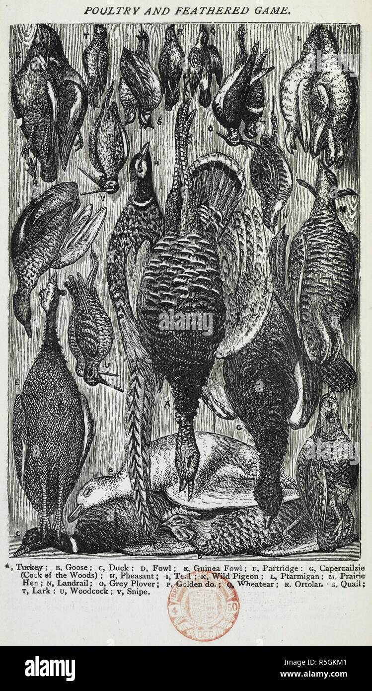 Poultry and Feathered Game. The book of household management ... Entirely new edition, revised and corrected, with new coloured engravings. London : Ward, Lock, Bowden & Co., 1892. Source: 7942.dd.9. opposite page 27. Author: BEETON, ISABELLA MARY. Stock Photo