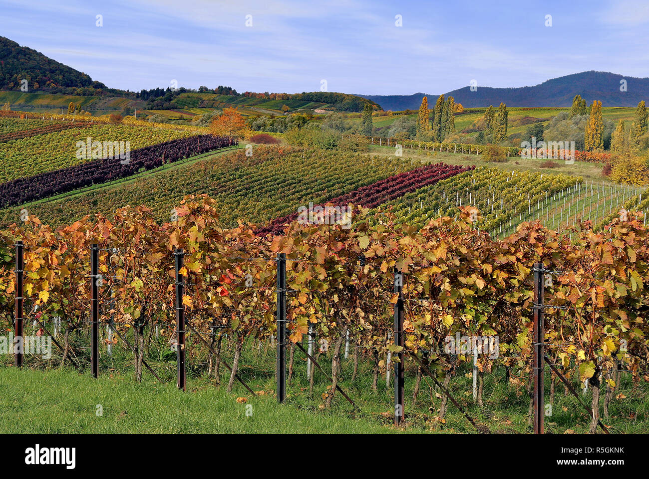 vineyards in the autumn Stock Photo