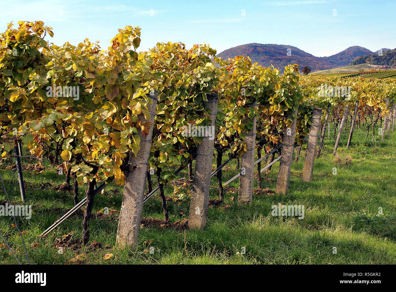 vineyards in the autumn Stock Photo