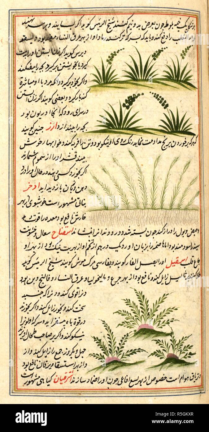 Several Plants And Accompanying Text Aja Ib Almakhlukat Wa Ghara Ib Almaujudat This Is An Undated Translation From Arabic Into Persian Of The First Part Of Aja Ib Almakhlukat Wa Ghara Ib Almaujudat By The Thirteenth Century Sage