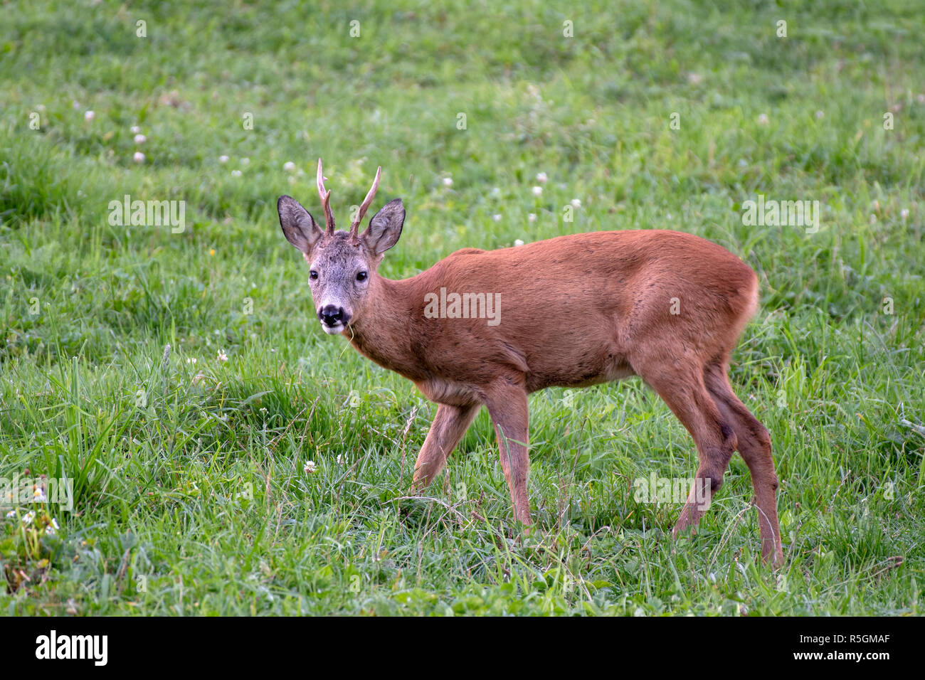 European roe deer (Capreolus capreolus), male, standing in a meadow, Tyrol, Austria Stock Photo