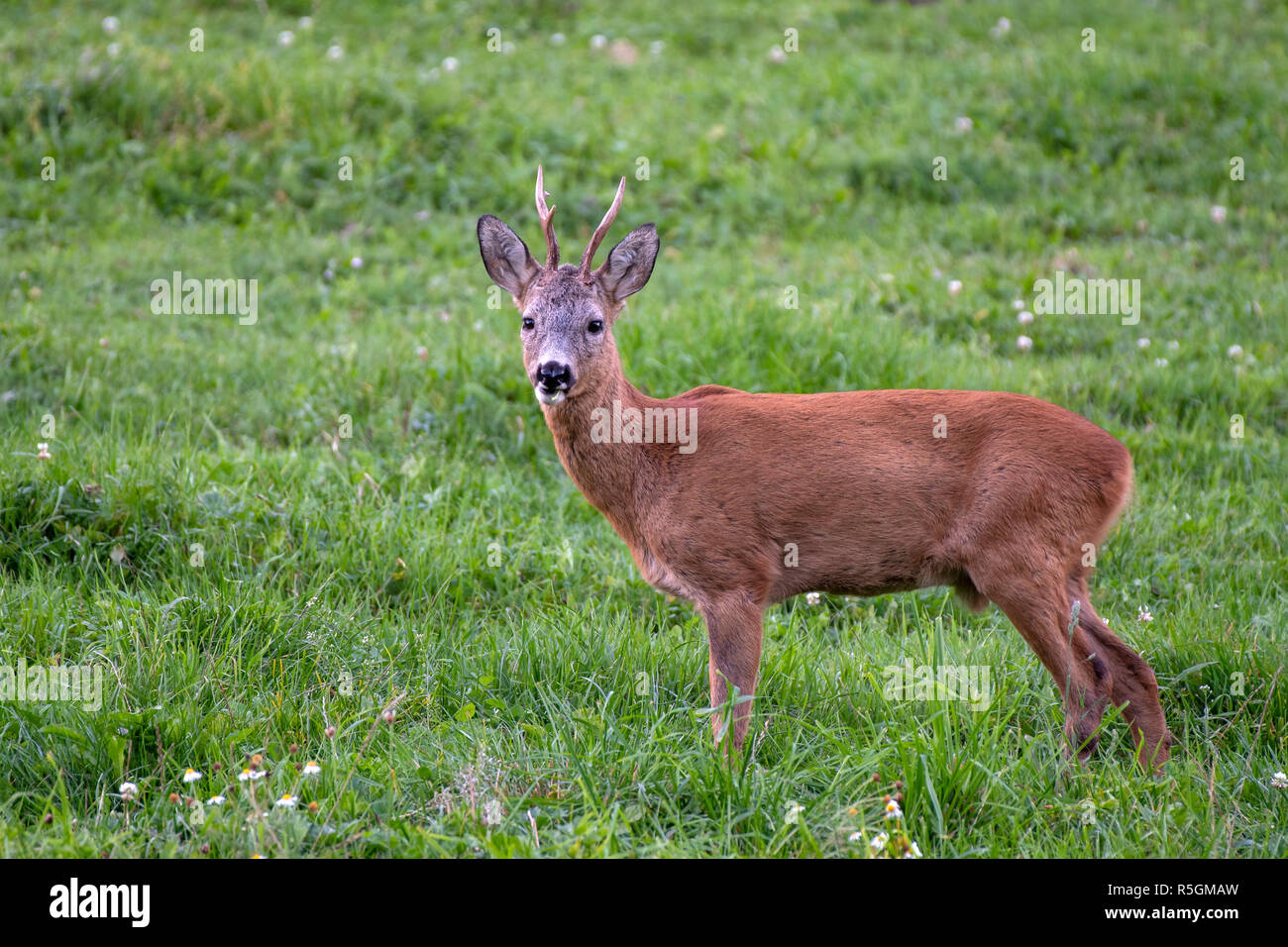 European roe deer (Capreolus capreolus), male, standing in a meadow, Tyrol, Austria Stock Photo