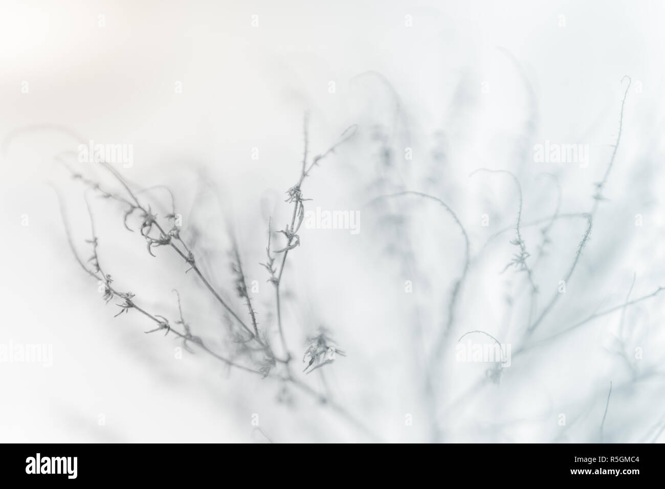 dry grass in the garden covered by snow Stock Photo