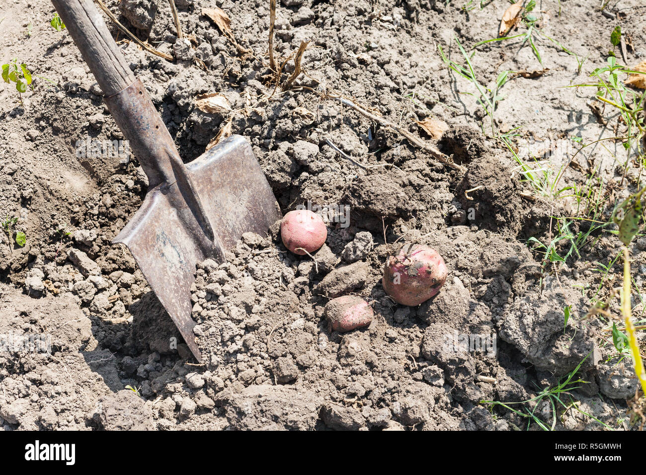 Dig out potato harvest by shovel in garden Stock Photo - Alamy