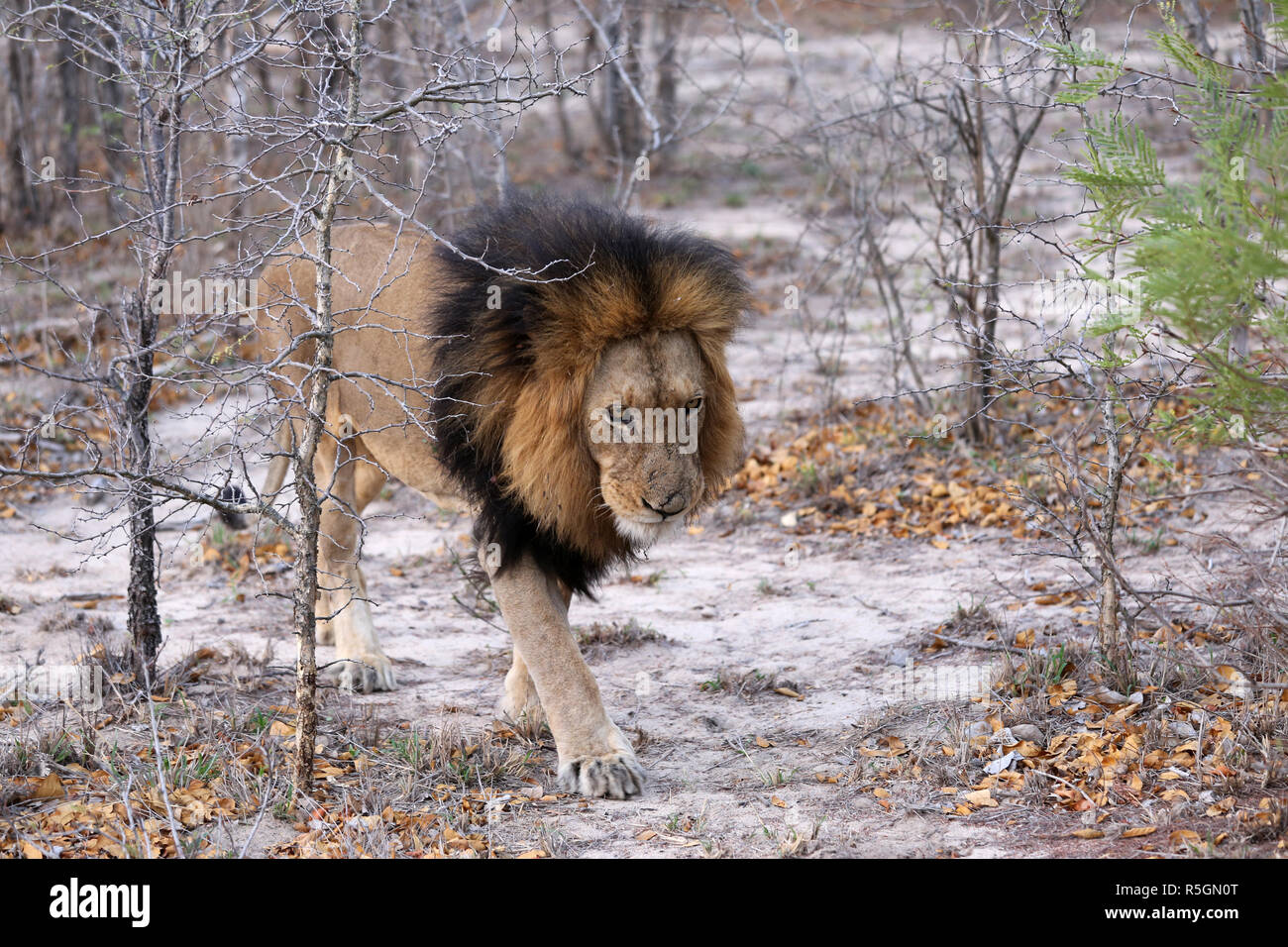 South african ger hi-res stock photography and images - Alamy
