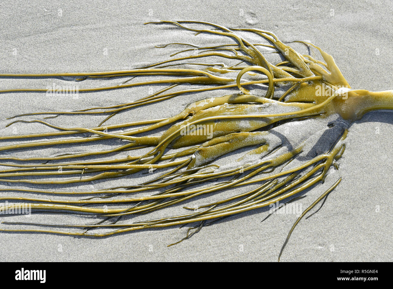 Alluvial Giant Kelp (Macrocystis pyrifera) at the sandy beach, island Chiloé, Chile Stock Photo