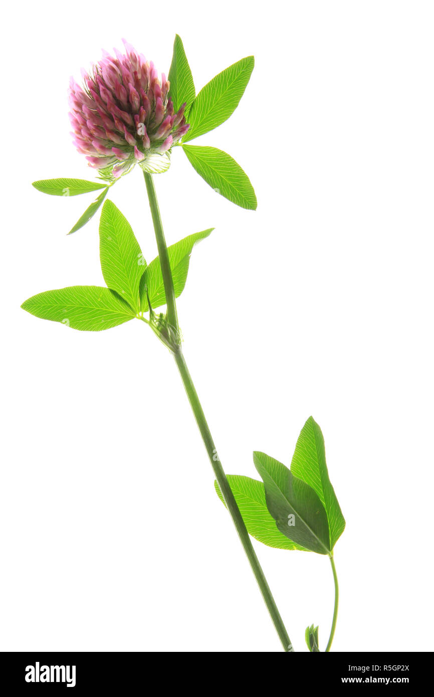 red clover (trifolium pratense) flowering plant in front of white background Stock Photo