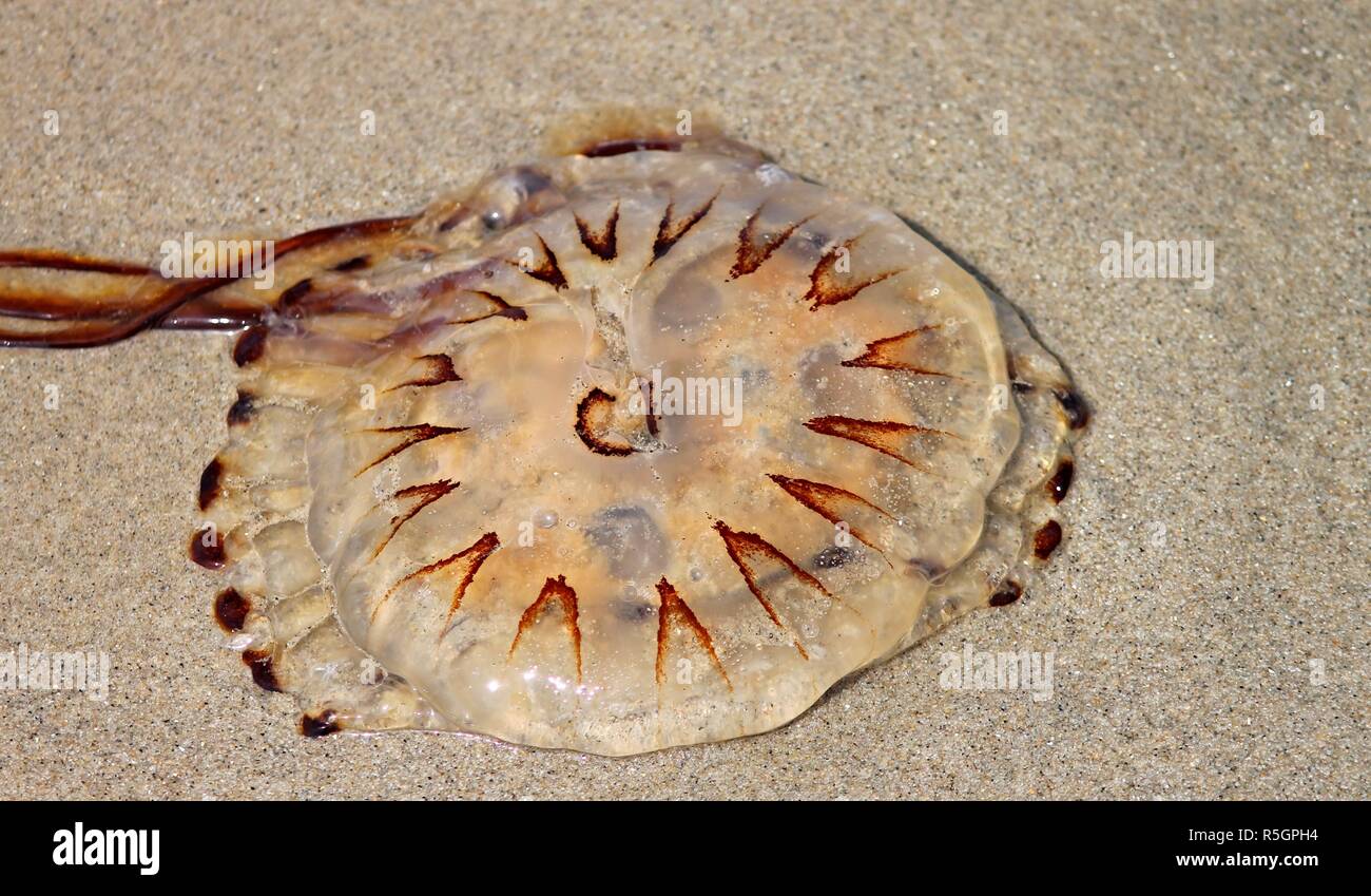 compass jellyfish on the beach of the north sea Stock Photo Alamy