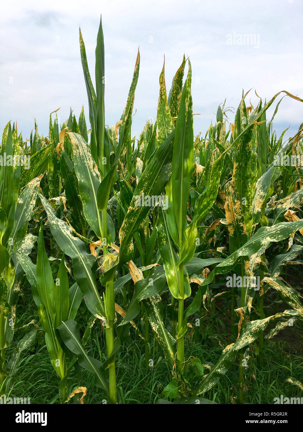 helminthosporium or turcicum leaf stains on corn (leaf disease of corn plant) Stock Photo