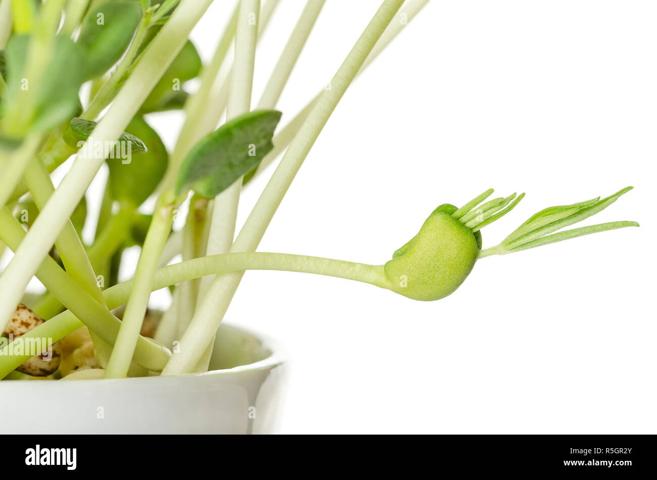 Sweet lupin bean seedlings, closeup. Young plants, sprouted from lupin bean kernels, containing toxic alkaloids. Green sprouts and leafs. Stock Photo