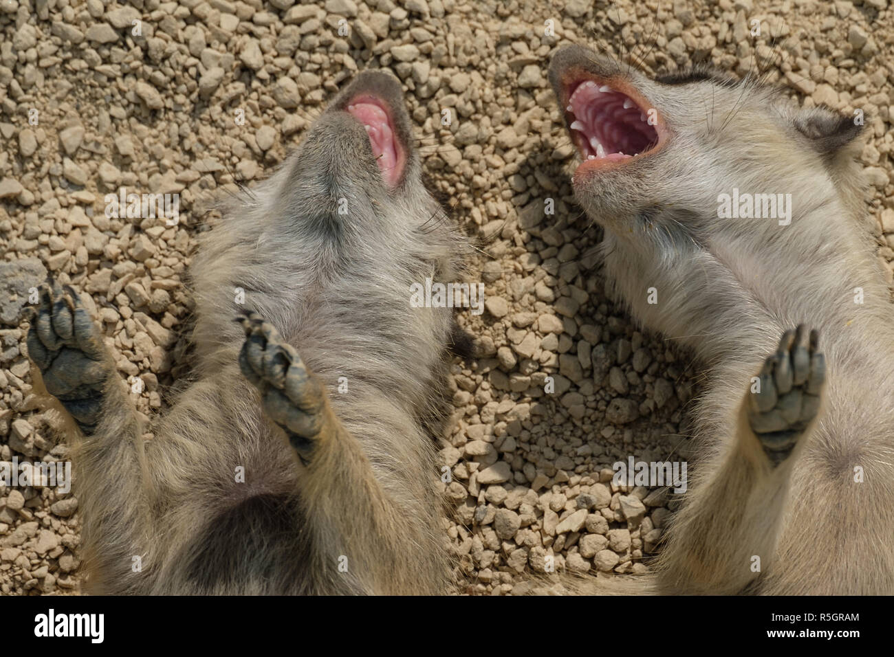 meerkats children with paws and claws show their teeth Stock Photo