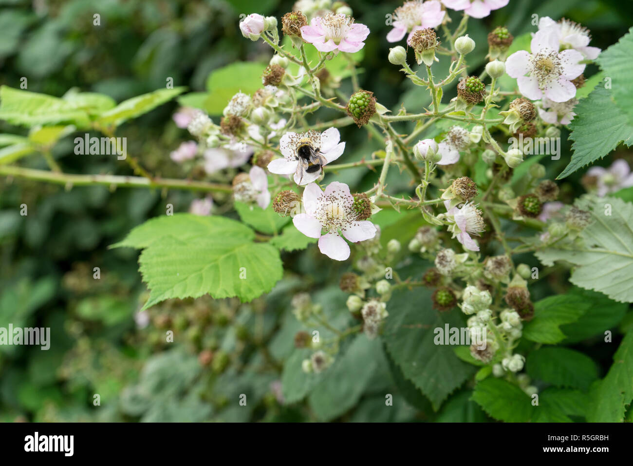 Bush with blackberry blossoms, fruits and a bumblebee Stock Photo