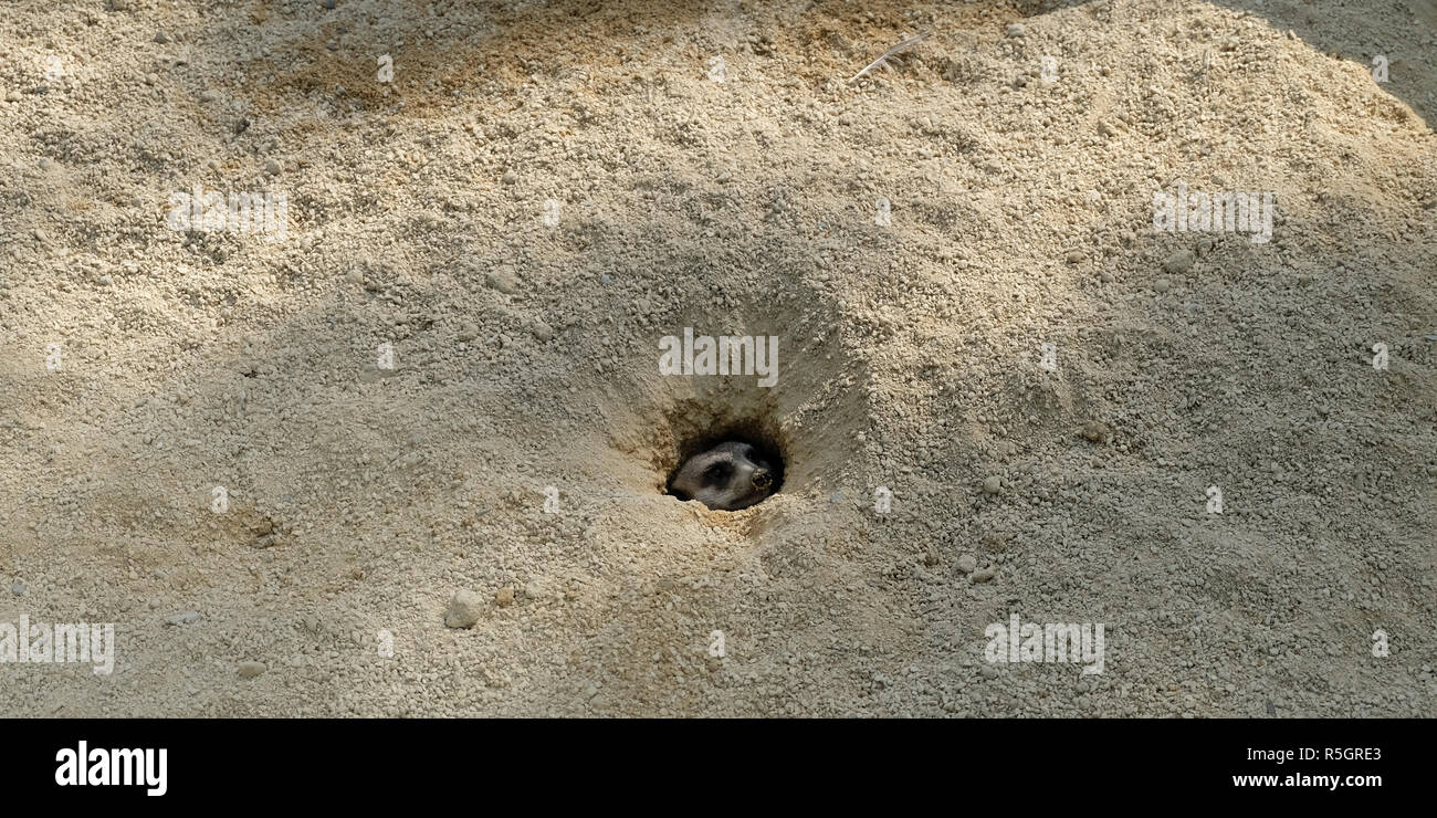 meerkat looks out of a hole with caution Stock Photo
