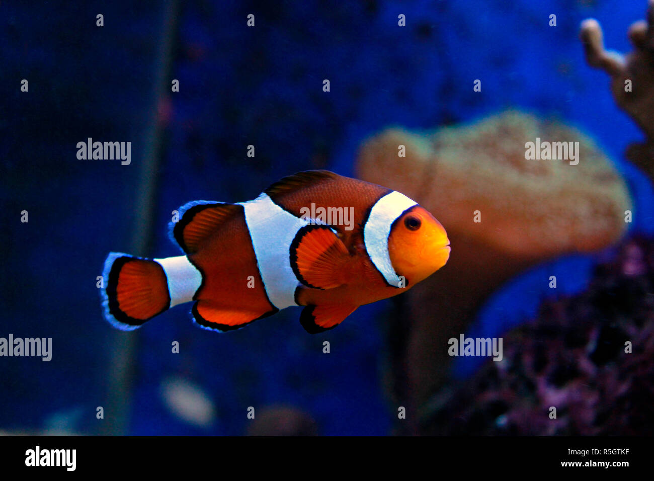 Clown Fish - The most popular saltwater fish in the world Stock Photo