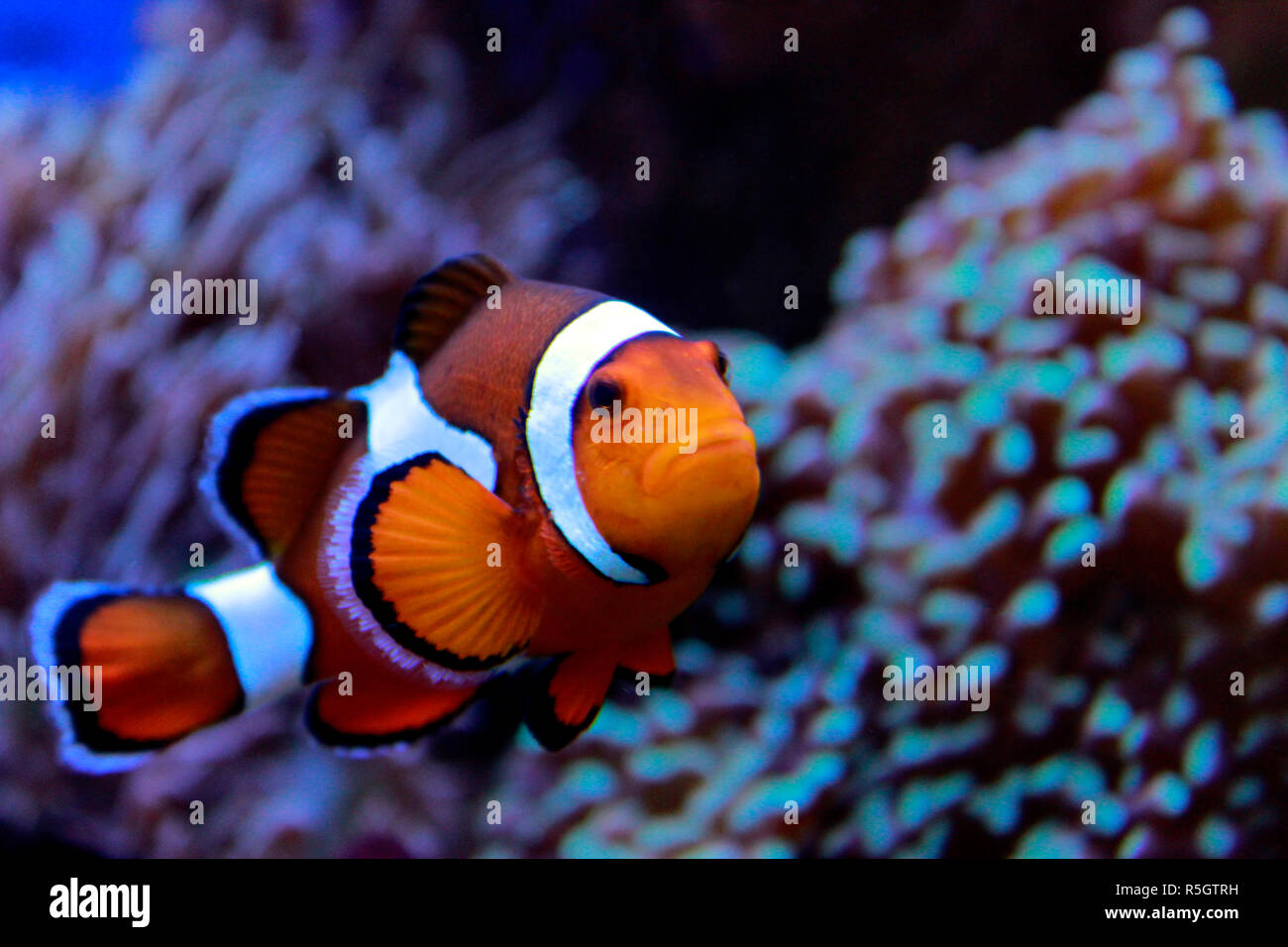 Clown Fish - The most popular saltwater fish in the world Stock Photo