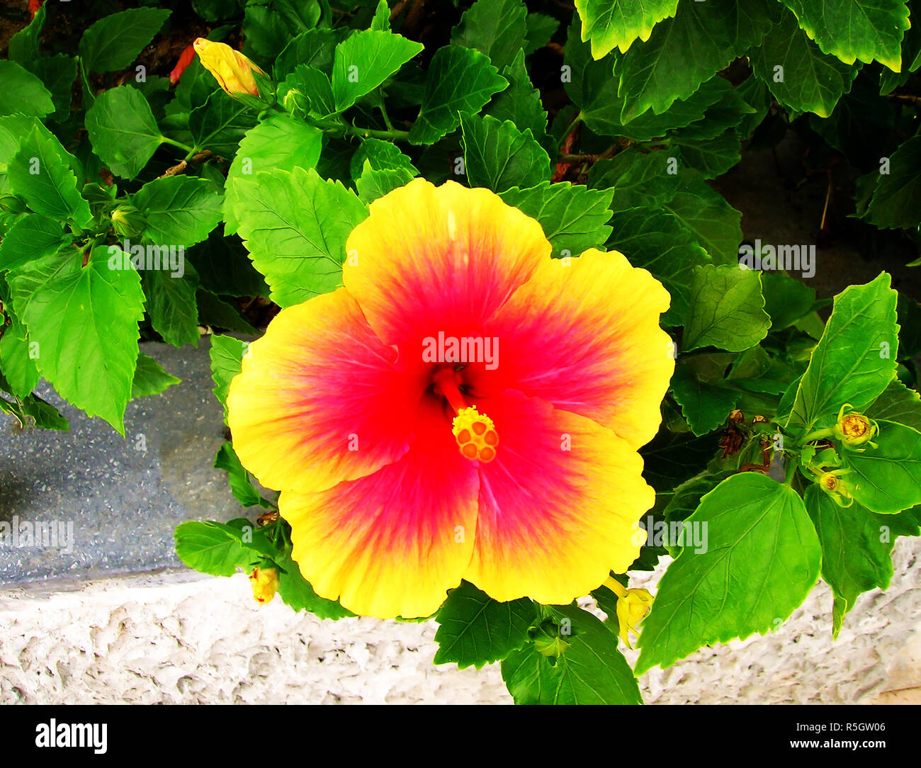 Lan thom flower hi-res stock photography and images - Alamy