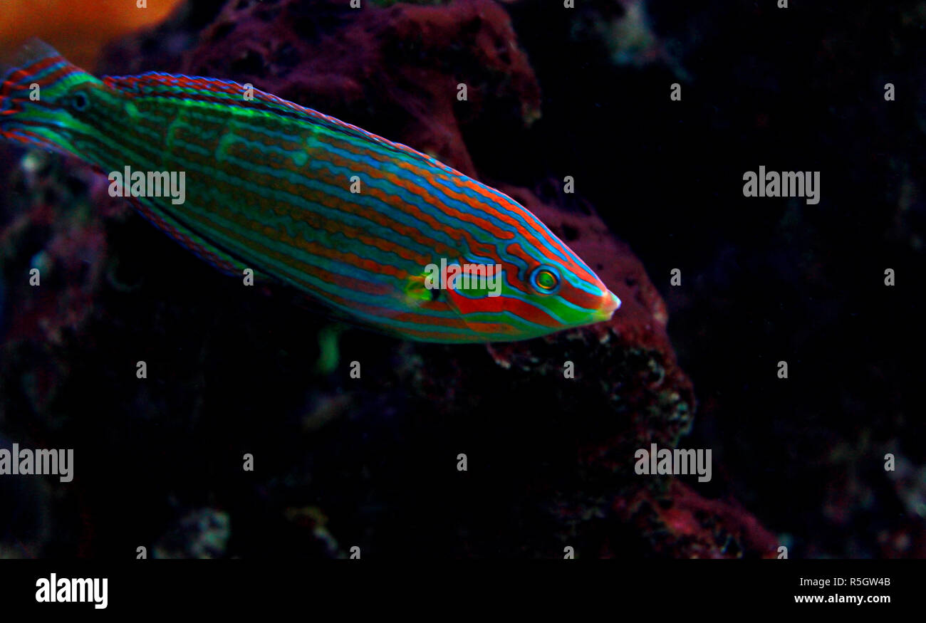Hoeven’s Wrasse (Halichoeres melanurus Stock Photo - Alamy