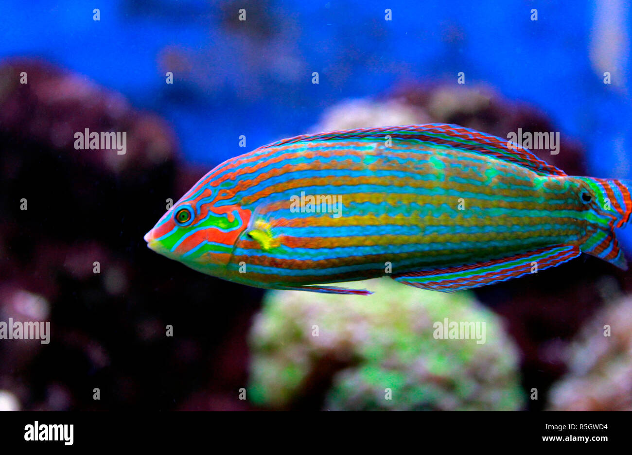 Hoeven’s Wrasse (Halichoeres melanurus Stock Photo - Alamy